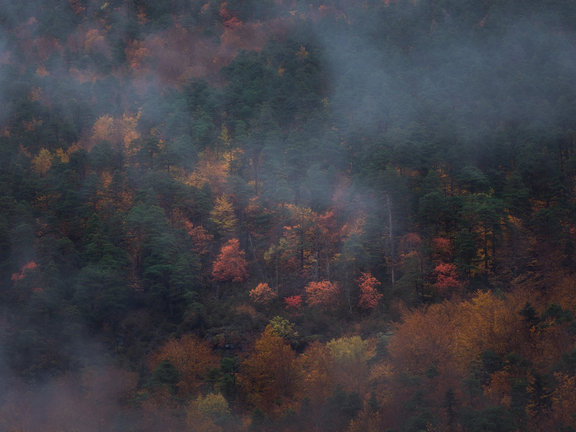 图片好像走丢了